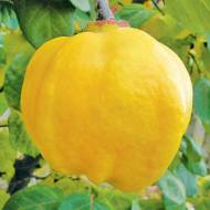 Саженец Айва Кубанская урожайная